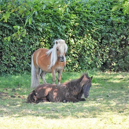 5 Pers Met Hottub Nabij Vorden Apartament *
