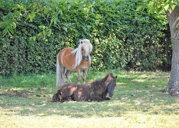 5 Persoons Appartement *